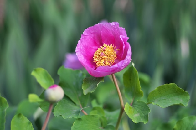 Peony portrait flower