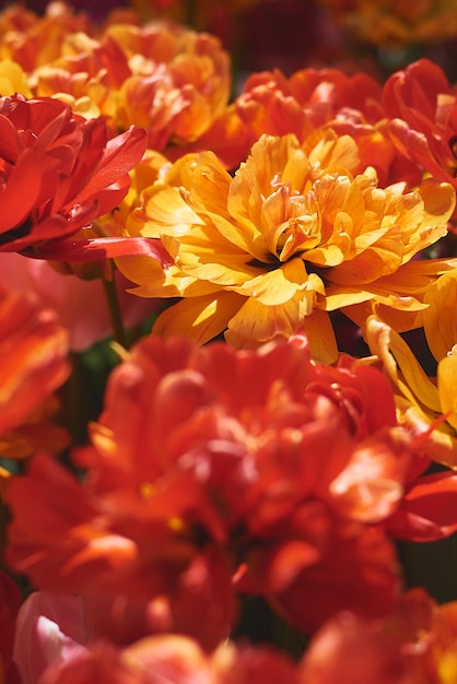 Foto fiore di tulipano peonia di colore giallo arancio e rosso brillante