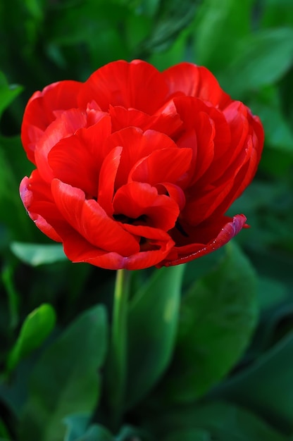 Peony tulip Sunlover red on a green background with selective focus vertical