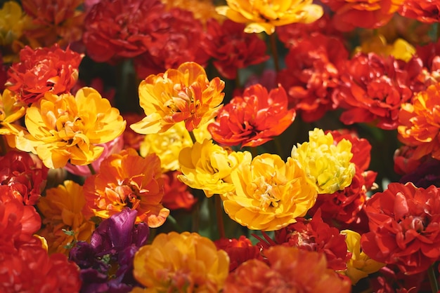 Peony tulips Flower garden Springtime