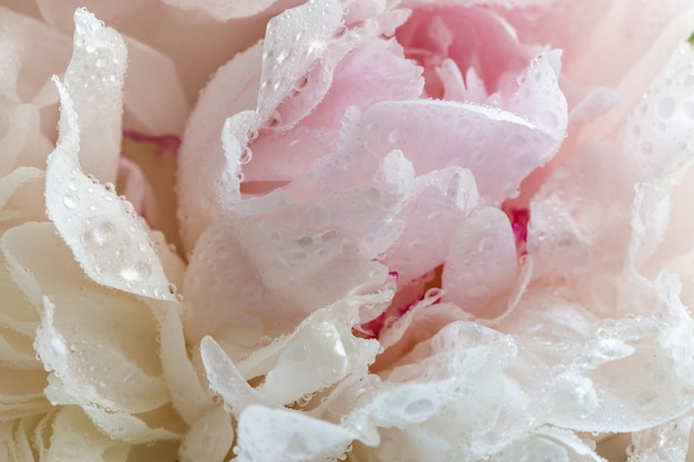 Peony with dew drops.