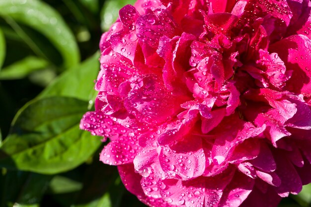 peony with water drops