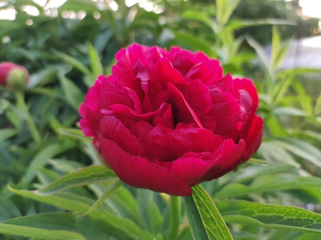 Peony