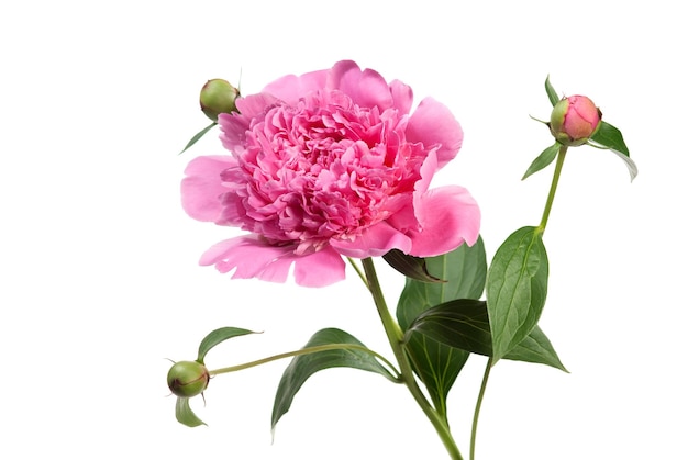 Peony