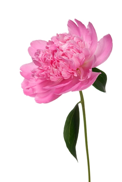 Peony