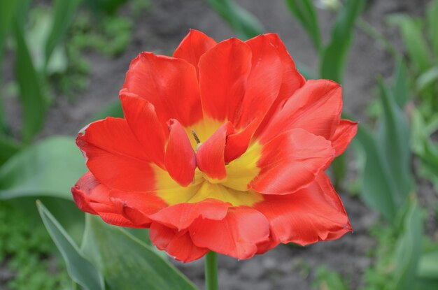 Peonyflowering beautiful tulip Closeup of red spring tulip flower