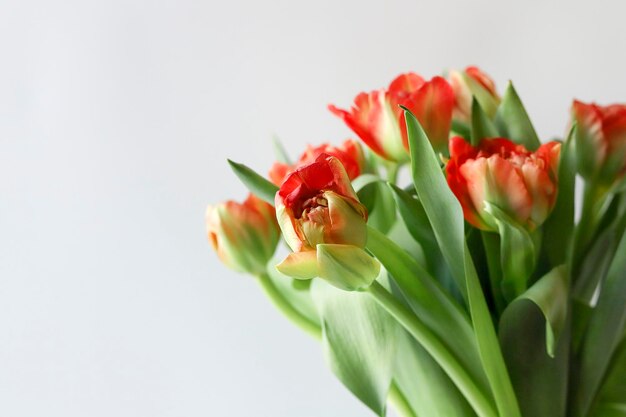 Foto peonyshaped badstof oranjerode tulp bloemen boeket boarder op witte achtergrond