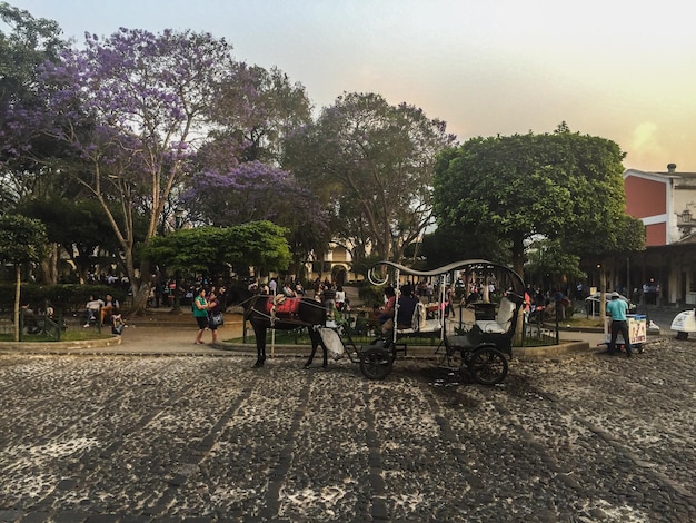 People against trees in park