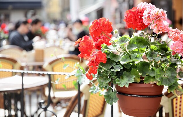 スウェーデン、ストックホルムのストートリオール広場にあるカフェの人々。ゼラニウムの花に焦点を当てる