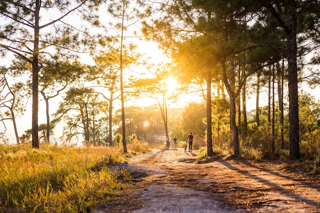 people carry bike along  trail way with sunset in jungle