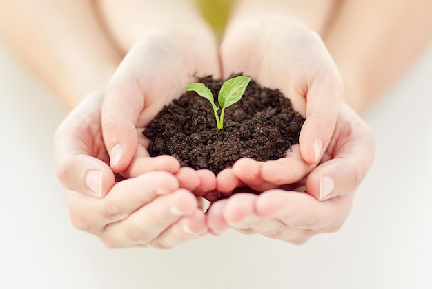 people, charity, family and ecology concept - close up of child and parent cupped hands holding soil with green sprout at home