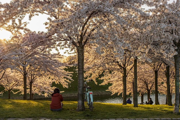 People chilling under cherry blossom trees in city park