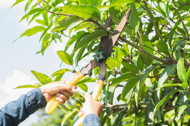 Foto persone che tagliano albero di mango con cesoie in giardino