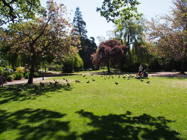 People feeding birds in grassy field against sky