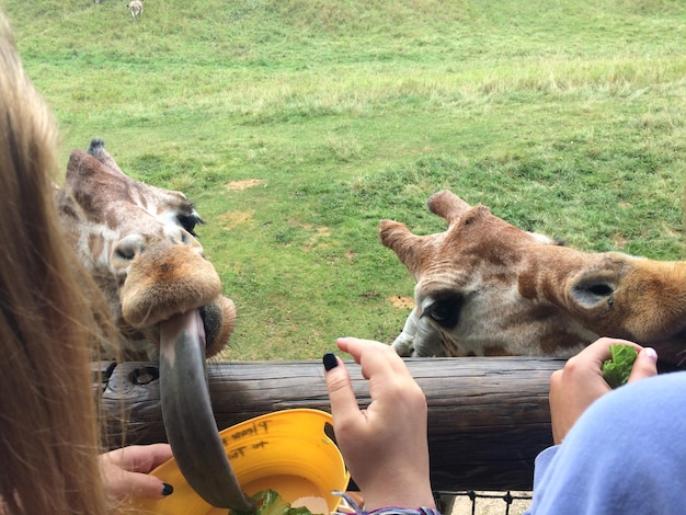 Photo people feeding giraffes at zoo