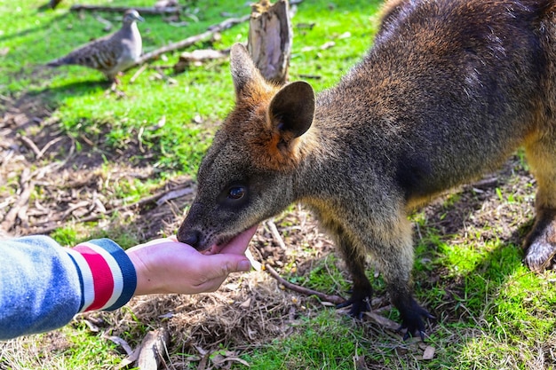 Люди кормят кенгуру в заповеднике Moonlit в Мельбурне, Австралия