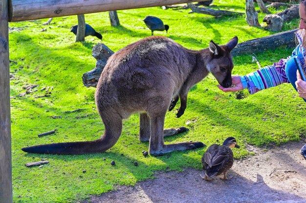 Photo people feeding kangaroo moonlit sanctuary melbourne australia