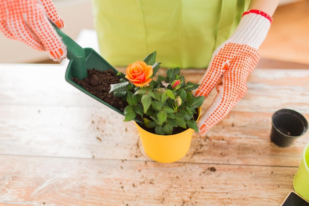 people, gardening, flower planting and profession concept - close up of woman or gardener hands planting roses to flower pot at home