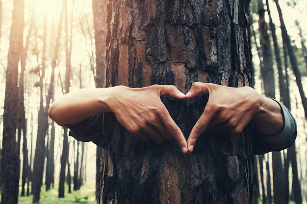 People hand hearts shape on tree with sunshine