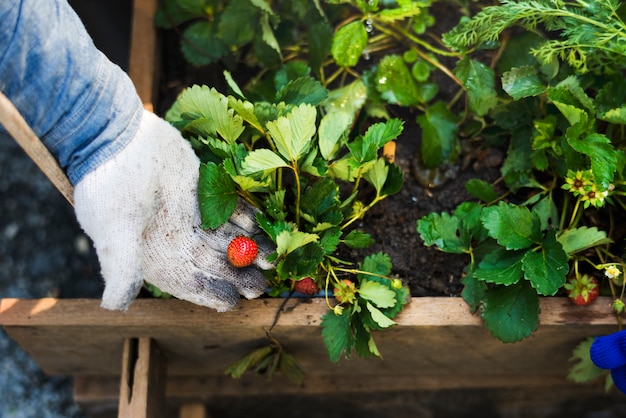 People Hand Showing Fresh Local Strawberry Tree