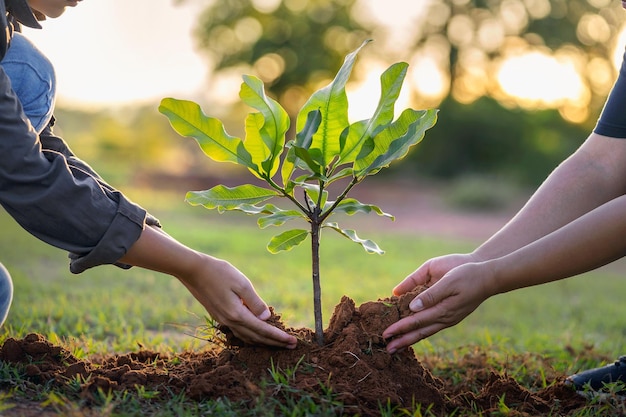 Руки людей сажают маленькое дерево в концепции заката, спасая землю