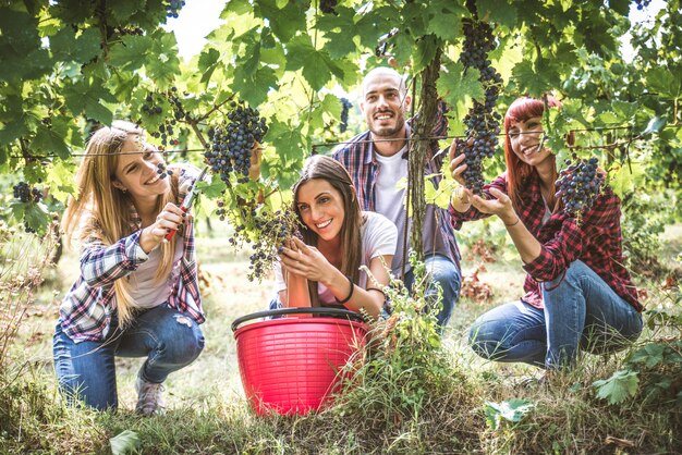 Photo people harvesting in a vineyard