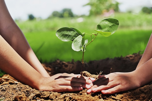 People helping planting tree