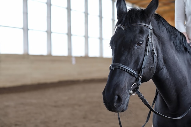 Persone su un cavallo che si allenano in un'arena di legno