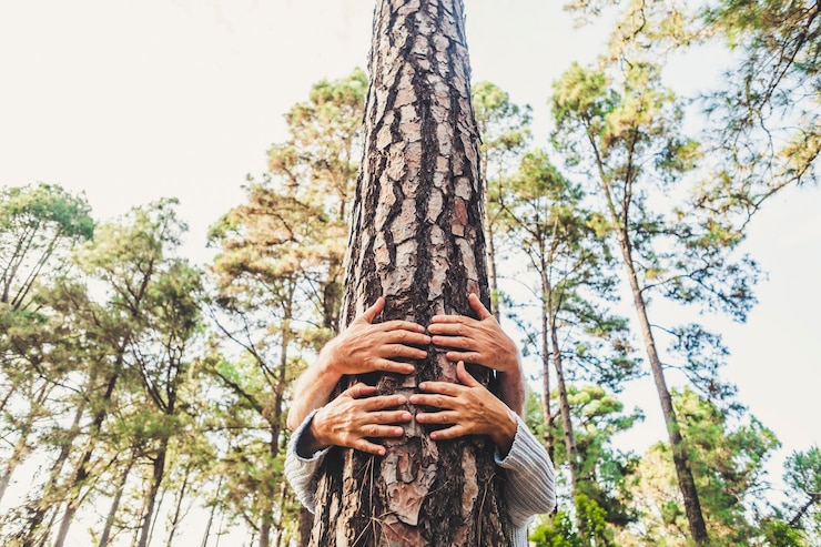 Photo people and love for nature environment concept with hands hugging a trunk tree in the forest