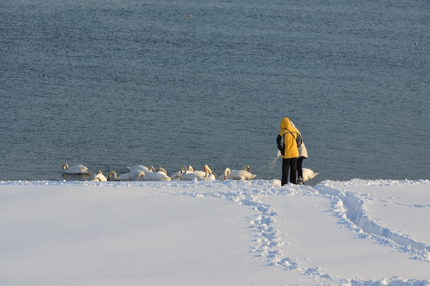 人々は冬に白鳥に餌をやるために雪の中を通り抜けます