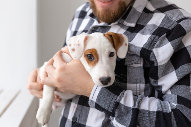 Persone e concetto di animale domestico - close up ritratto di jack russell terrier cucciolo seduto sulle mani dell'uomo