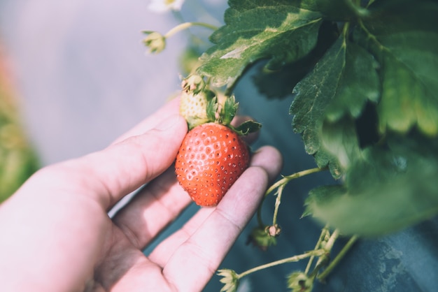 People picking strawberry in garden. harvest strawberries on a field