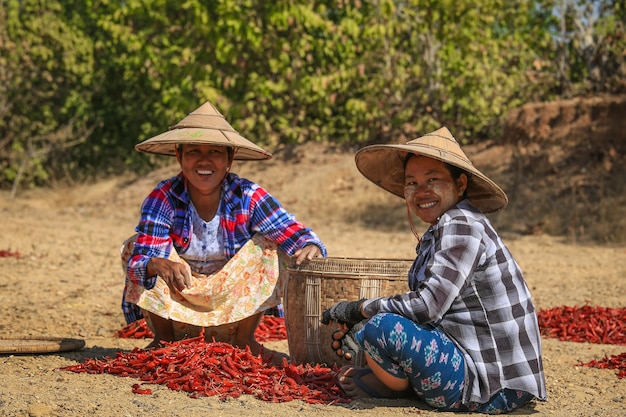 미얀마 바간의 들판에서 건조한 쌀쌀함을 줍는 사람들