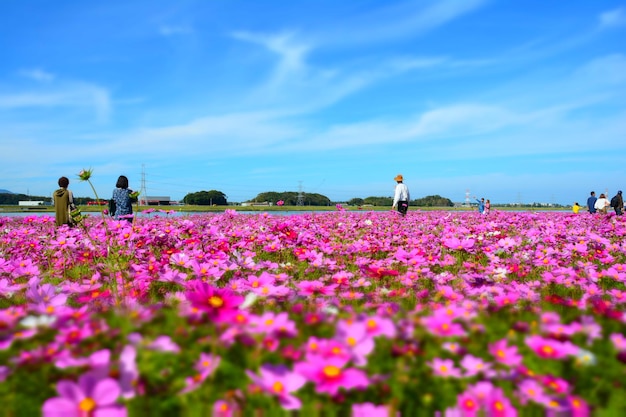 Foto persone su piante a fiori rosa sul campo contro il cielo