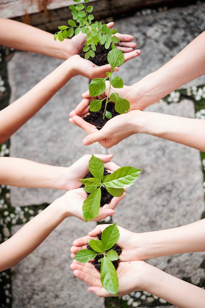 Le persone piantano alberi giovani