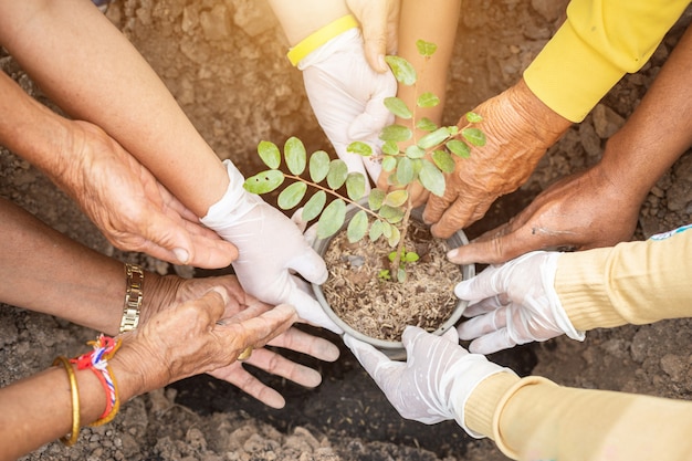 People planting the tree for celebrate King birthday of Thailand