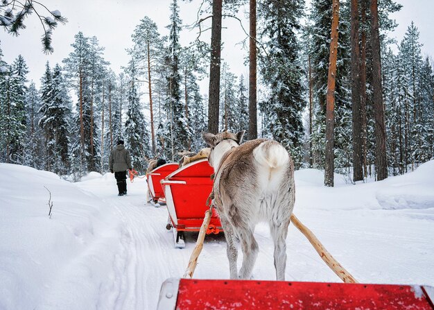 Photo people in reindeer sleigh caravan in winter rovaniemi forest, lapland, finland