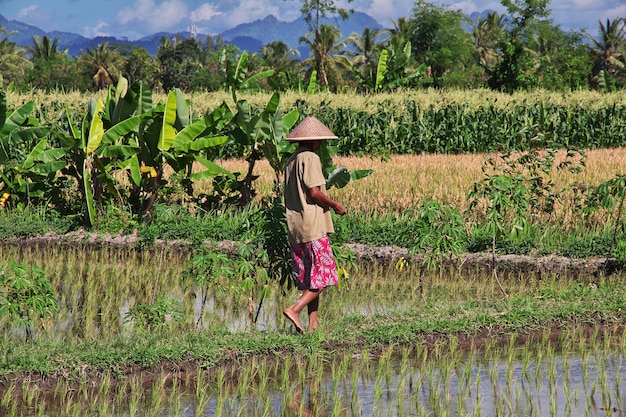 Persone sul campo di riso nel villaggio dell'indonesia