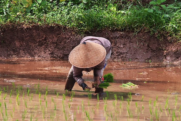 Photo people on the rice field