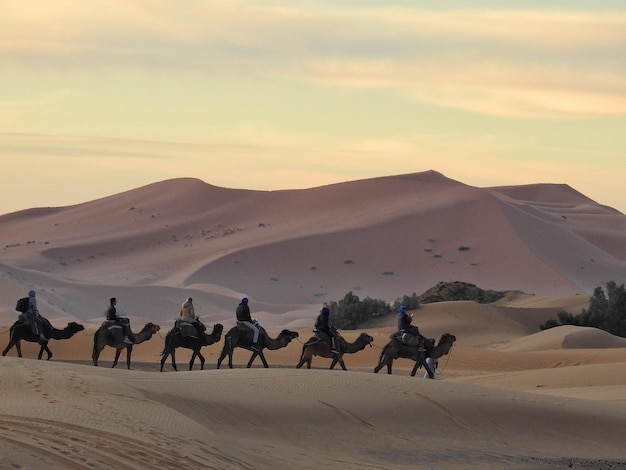 people riding camels at desert during sunset