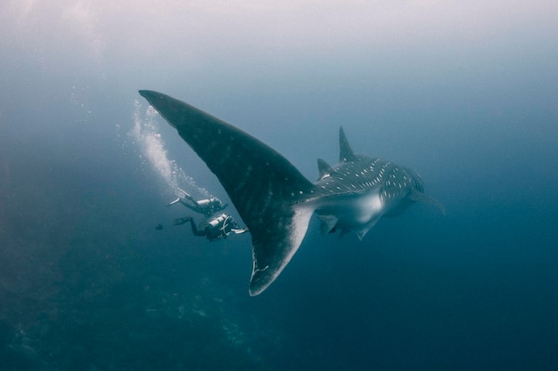 写真 海底でクジラに潜水する人々