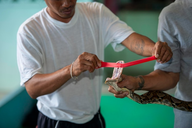 People show python\'s sharp teeth how dangerous the snake is if\
thailand pattaya bite thailand