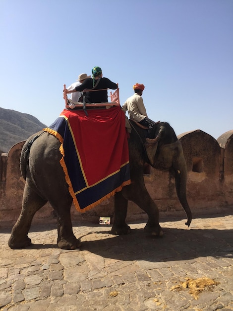 Foto persone sedute su un elefante