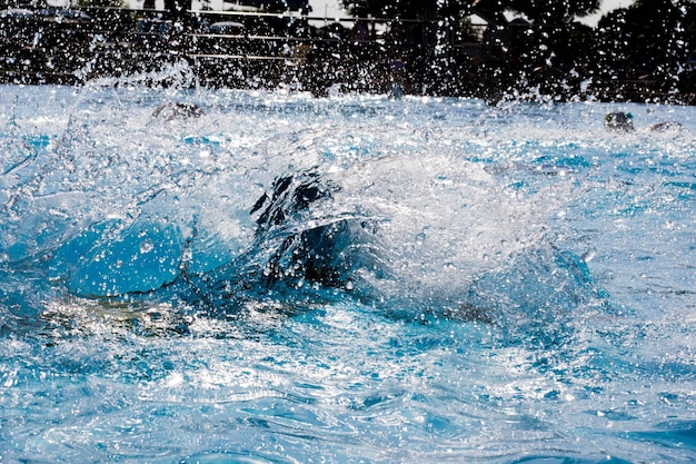 写真 プールで泳ぐ人々