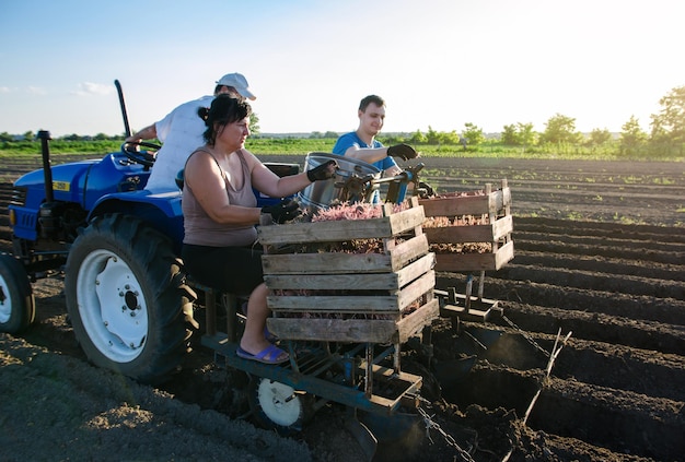 People on the tractor are planting potatoes Automation of the process of planting potato seeds High efficiency and speed New technological solutions to simplify work Agroindustry and agribusiness