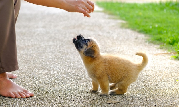 People training small puppies to recognize and understand human language