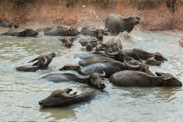 Le persone si rivolgono a buffalo