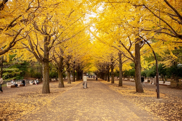 人々は東京のイチョウの街を訪れます。カラフルな黄色の銀杏の葉の木