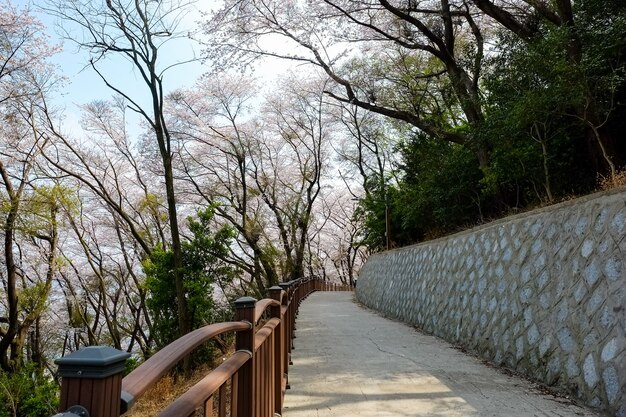 人々は韓国の釜山で開催される鎮海グンハンジェフェスティバルで歩きます。