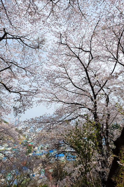 부산 진해군항제 축제에서 사람들이 걷고 있다.